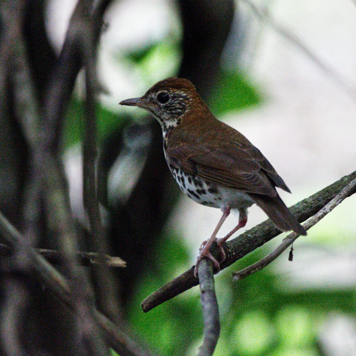 drozd rezavohlavý - ML627114213