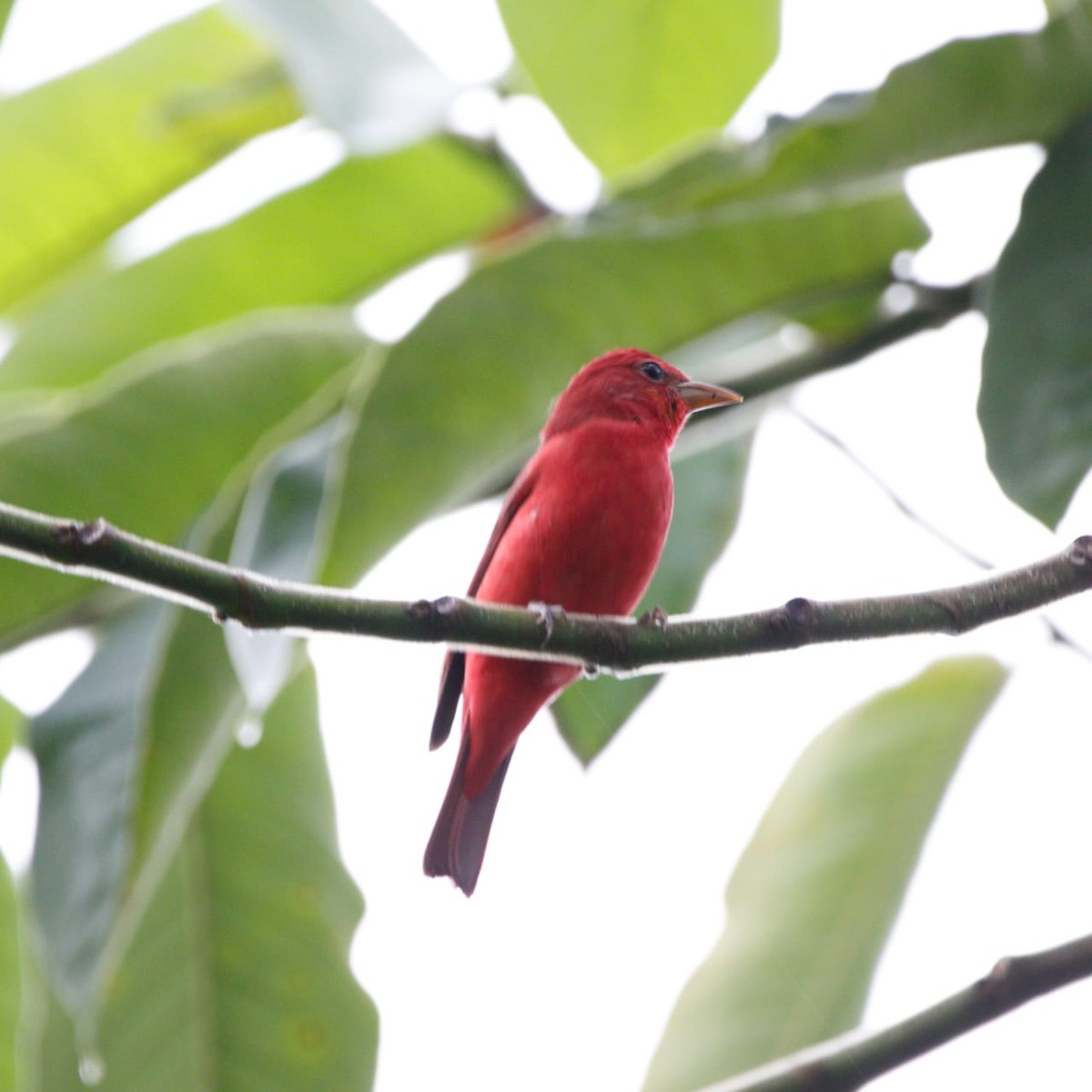 piranga ohnivá - ML627114263