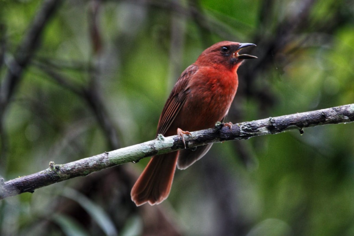 Red-throated Ant-Tanager - ML627114268