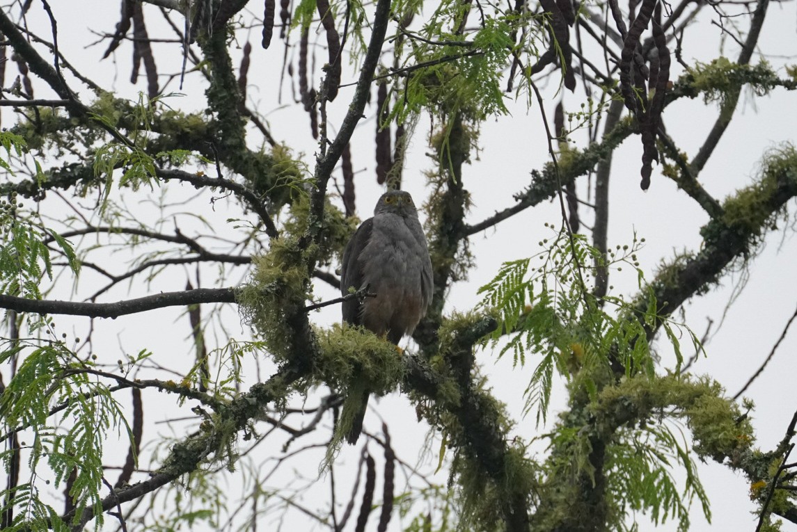 Bicolored Hawk - ML627114284