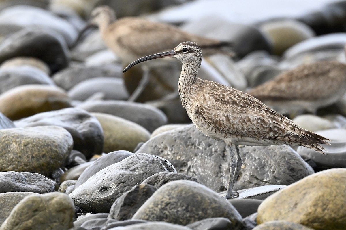 Whimbrel - ML627114310