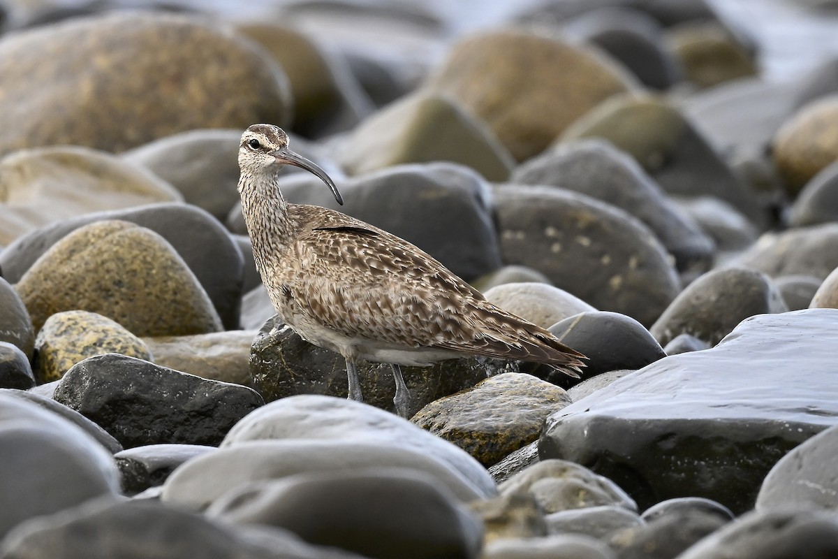 Whimbrel - ML627114312