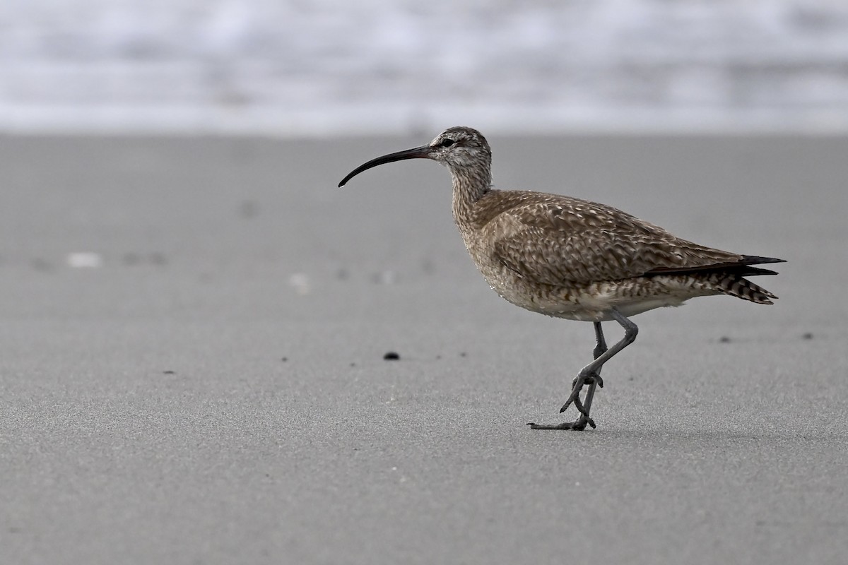 Whimbrel - ML627114313