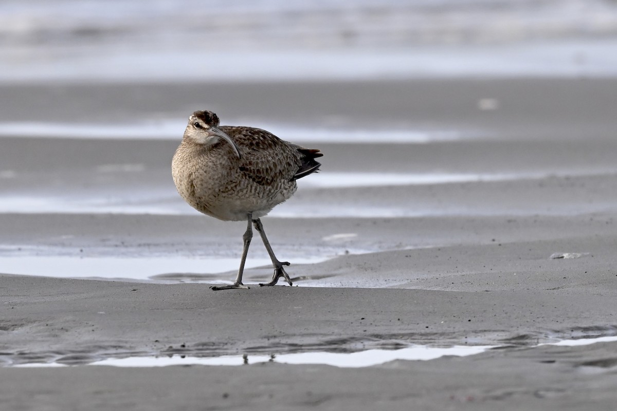 Whimbrel - ML627114314