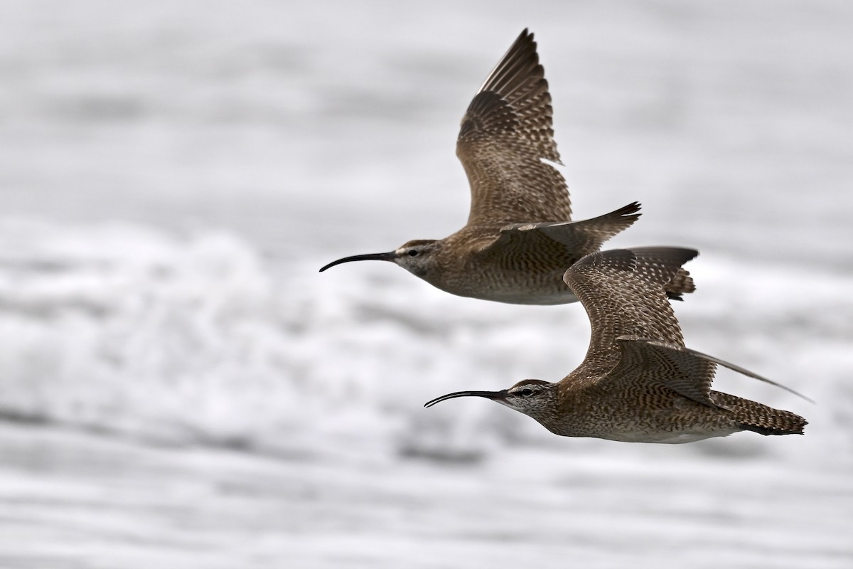 Whimbrel - ML627114315