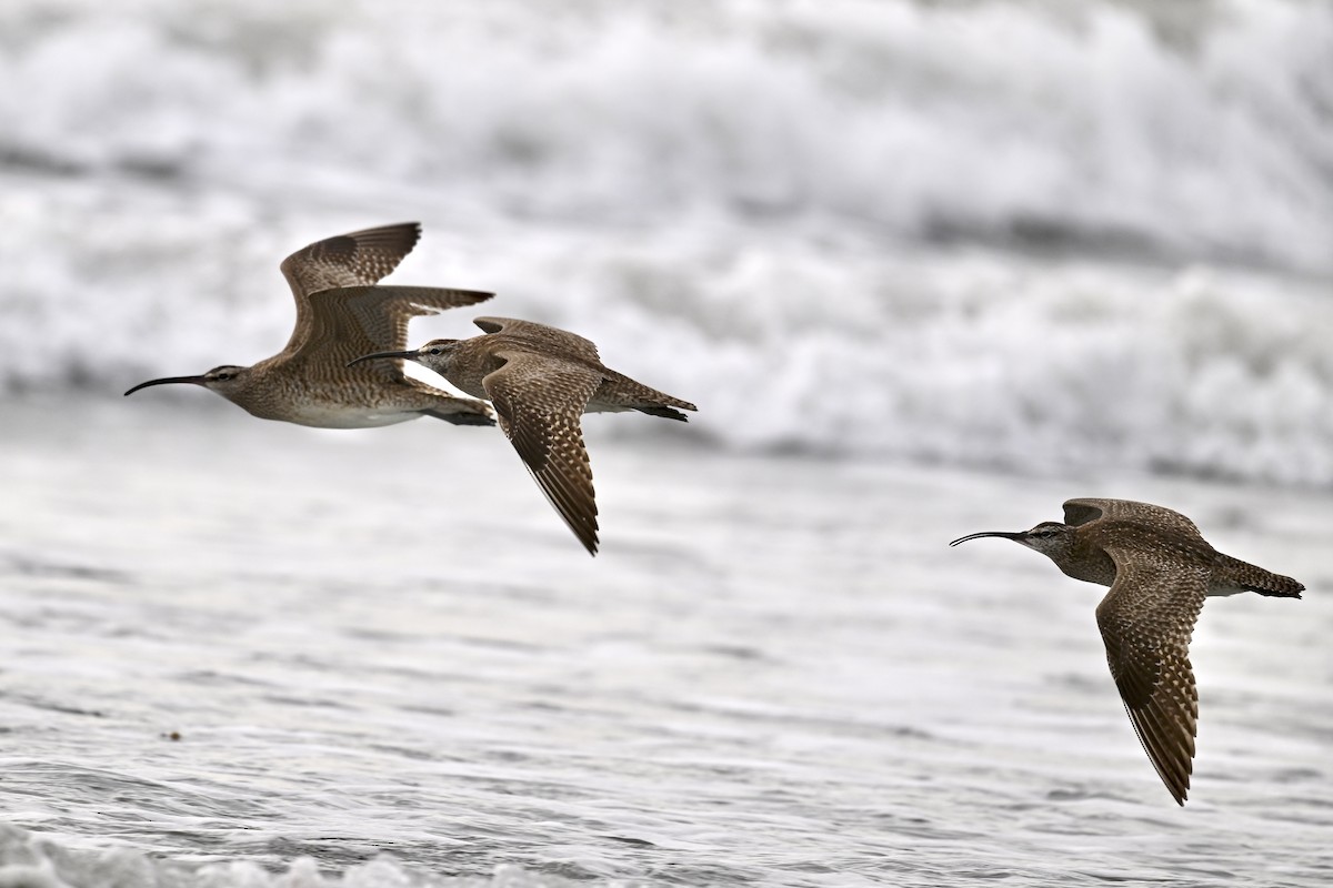 Whimbrel - ML627114327