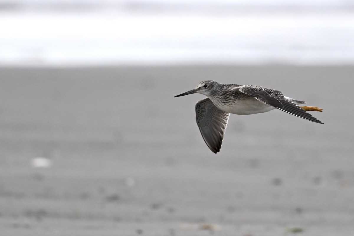 Lesser Yellowlegs - ML627114348