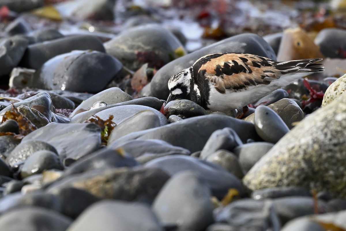 Ruddy Turnstone - ML627114371