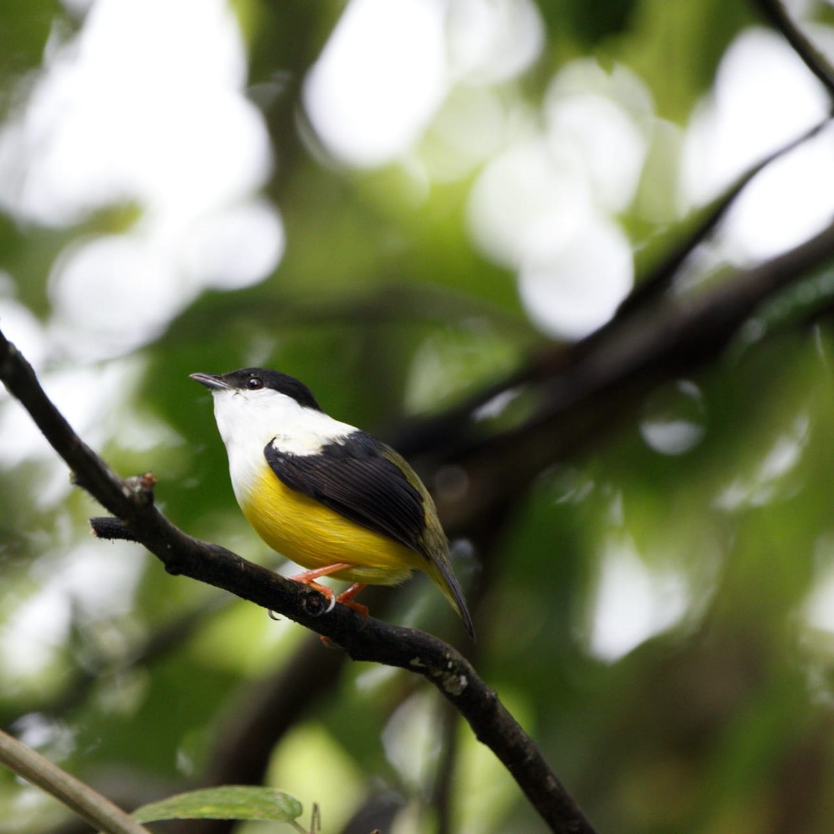 White-collared Manakin - ML627114378