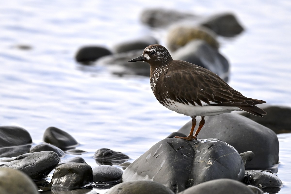 Black Turnstone - ML627114379