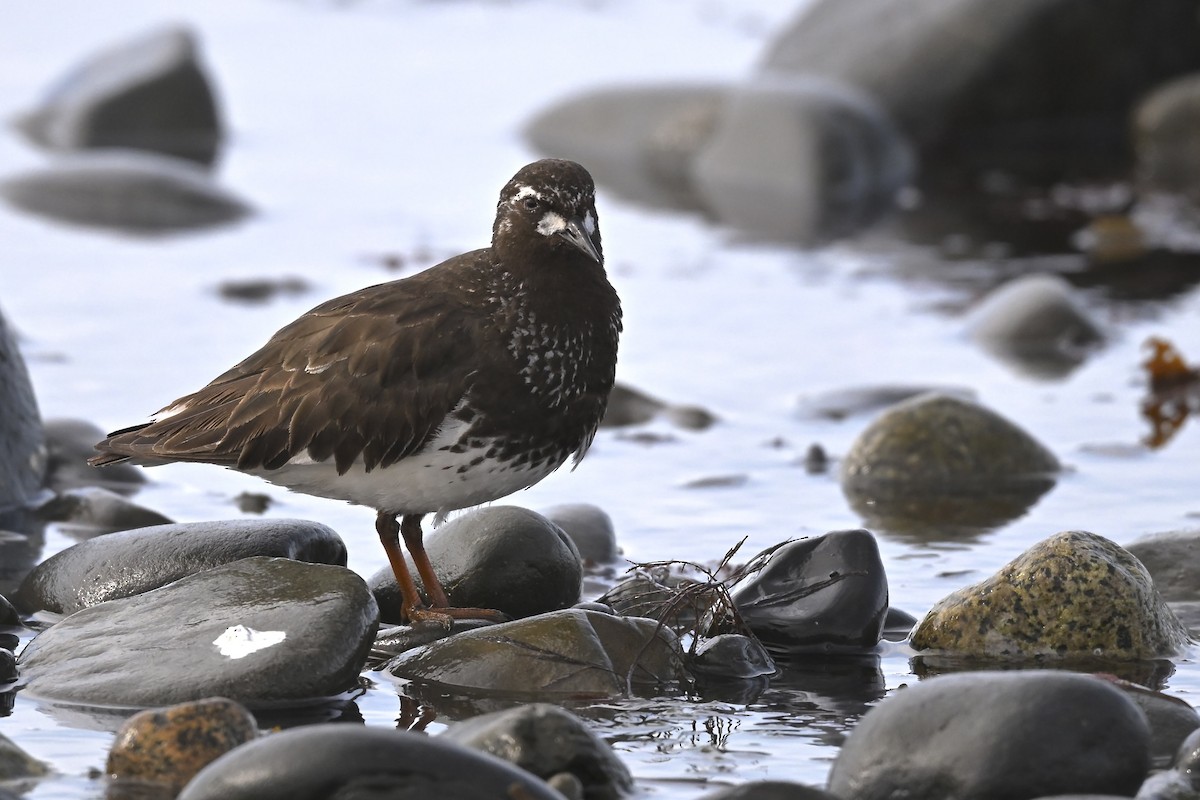 Black Turnstone - ML627114381