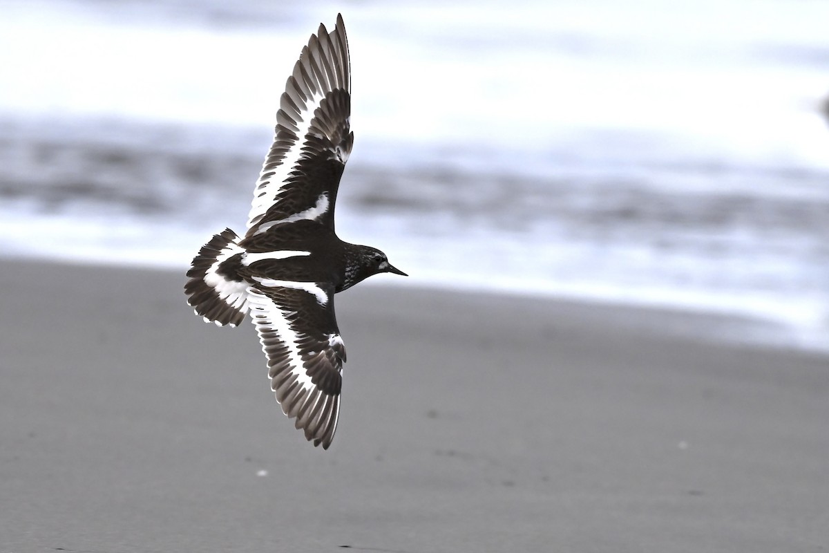 Black Turnstone - ML627114382