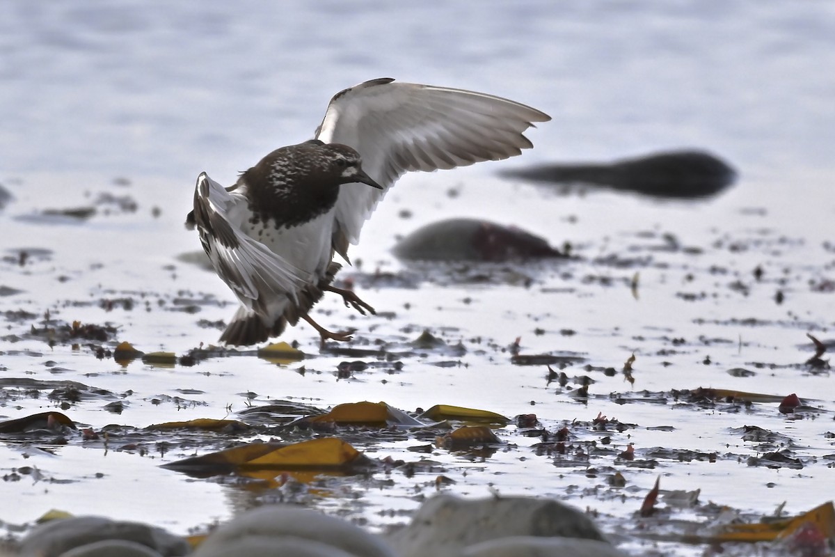 Black Turnstone - ML627114383