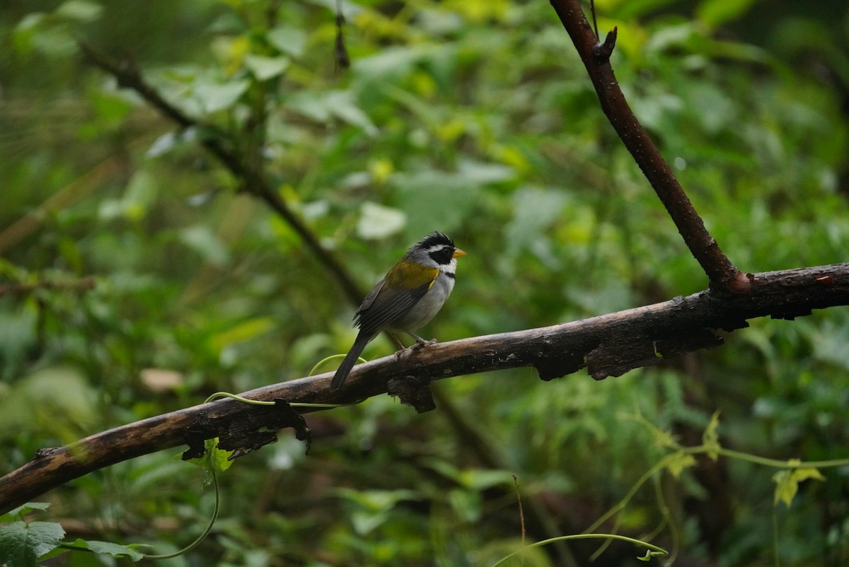 Moss-backed Sparrow - ML627114394