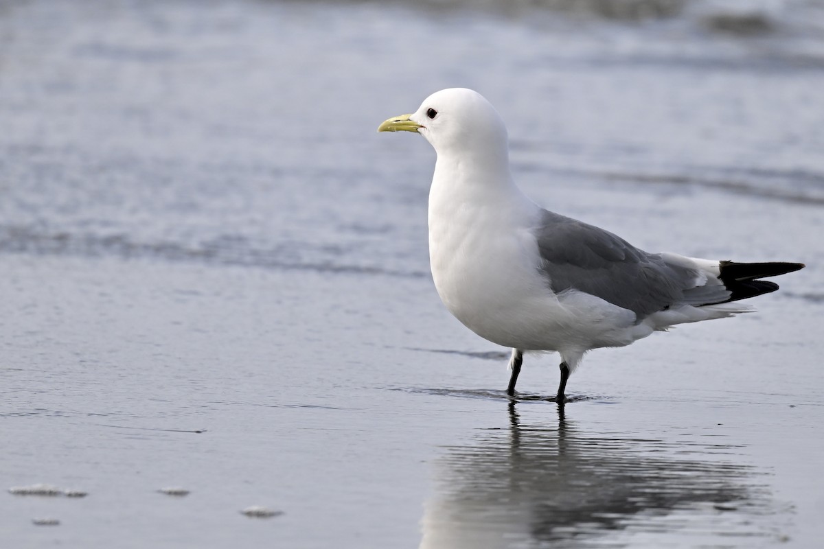 Black-legged Kittiwake - ML627114421