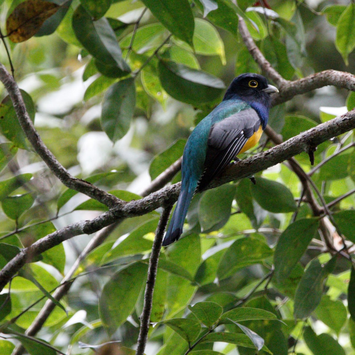 trogon podvazkový - ML627114423