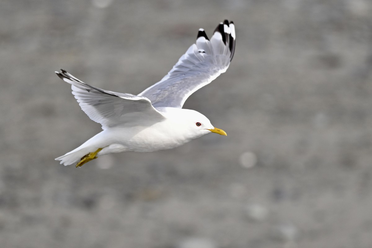 Short-billed Gull - ML627114424