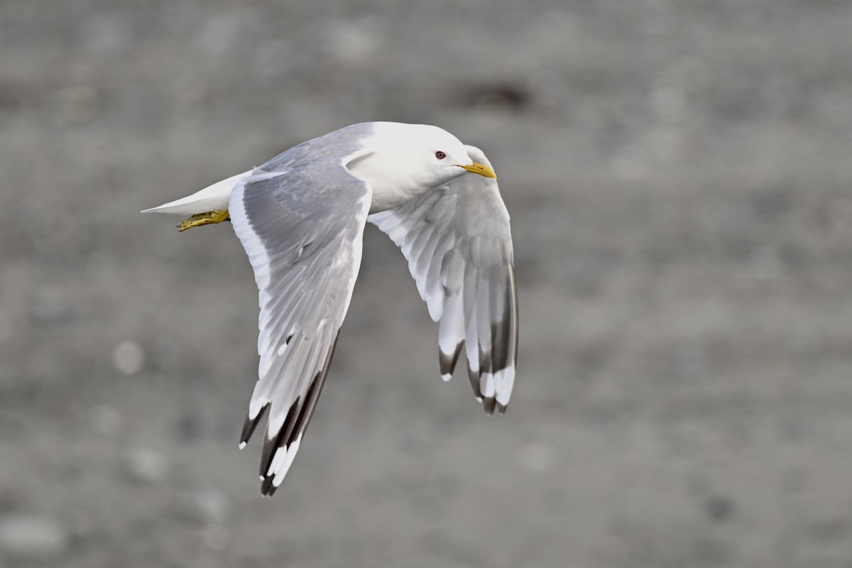 Short-billed Gull - ML627114425