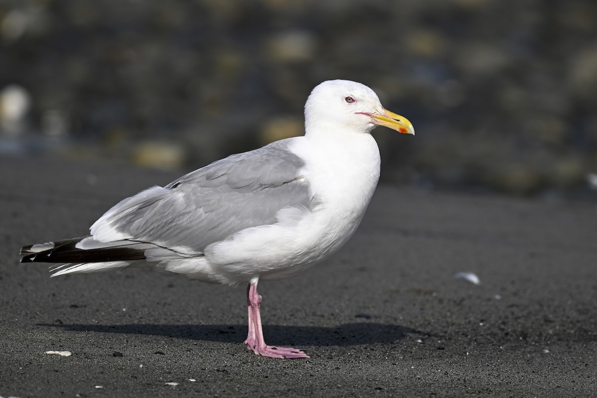 American Herring Gull - ML627114428