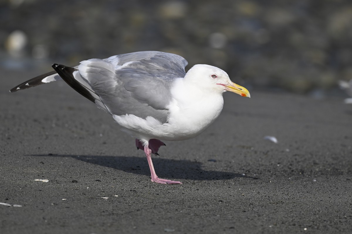 American Herring Gull - ML627114431