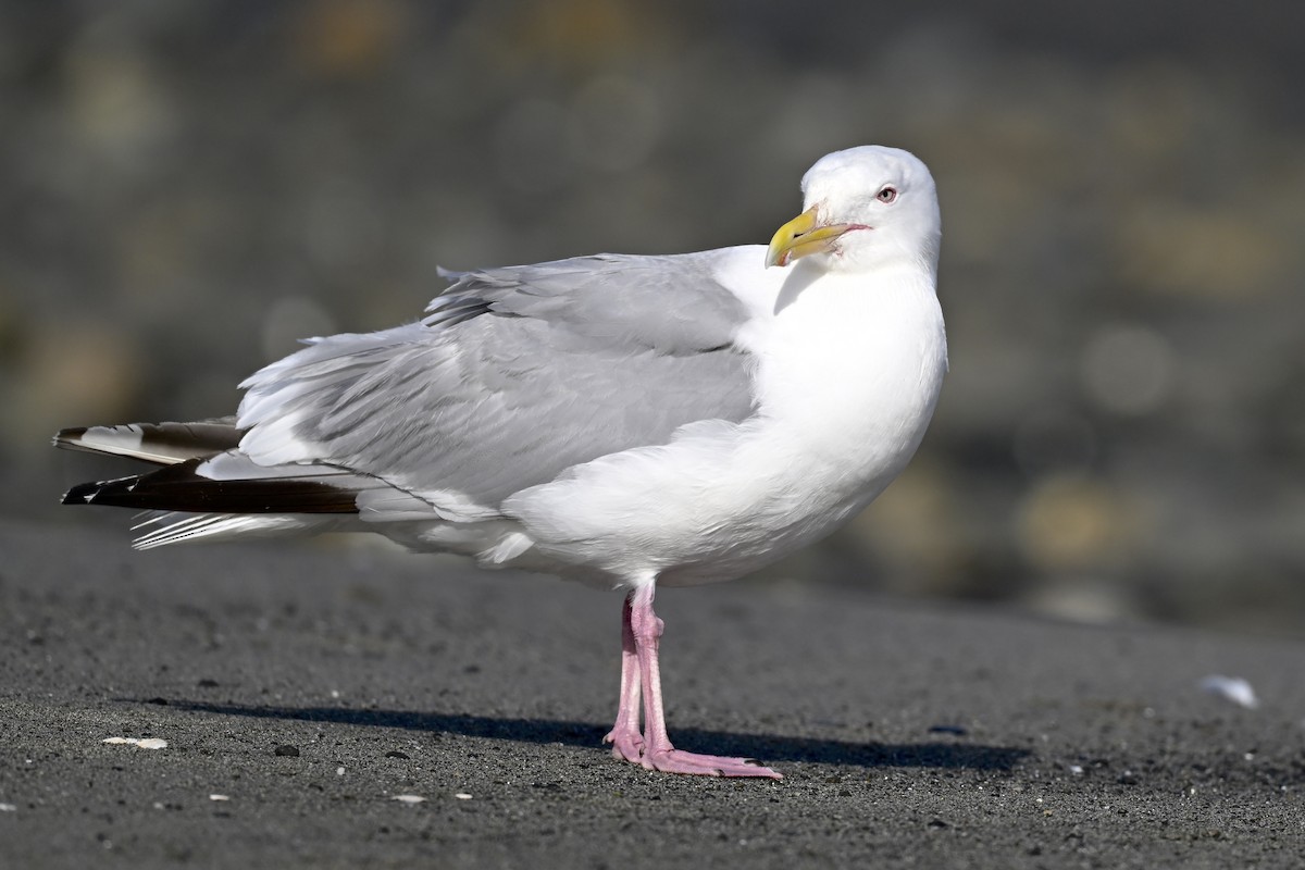 American Herring Gull - ML627114432