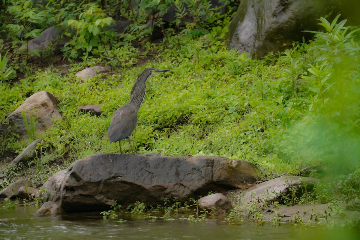 Fasciated Tiger-Heron - ML627114455