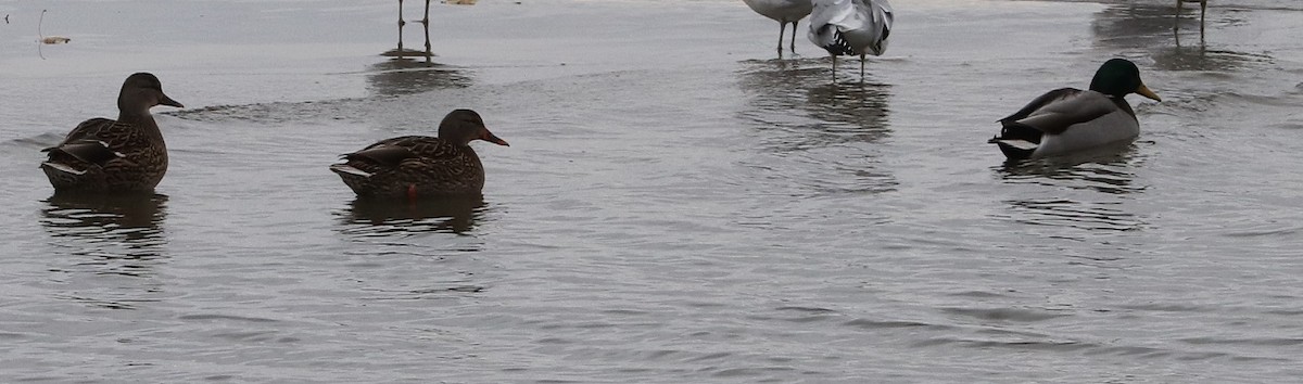 Mallard - ML627114631