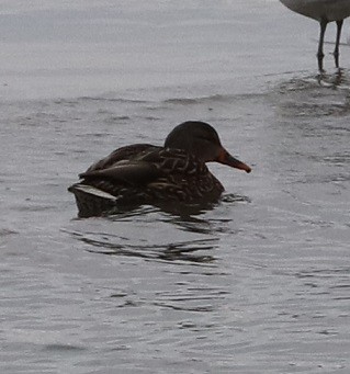 Mallard - ML627114632