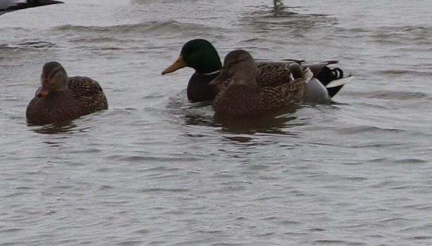 Mallard - ML627114634