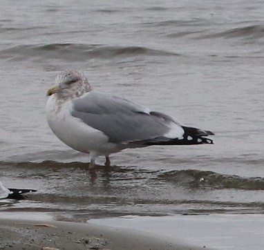 American Herring Gull - ML627114643