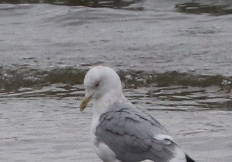 American Herring Gull - ML627114644