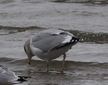 American Herring Gull - ML627114647