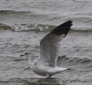 American Herring Gull - ML627114648