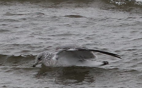 American Herring Gull - ML627114662