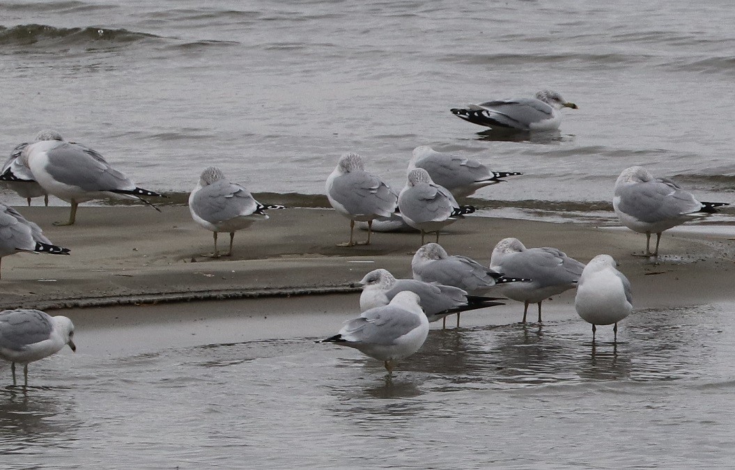 Ring-billed Gull - ML627114674
