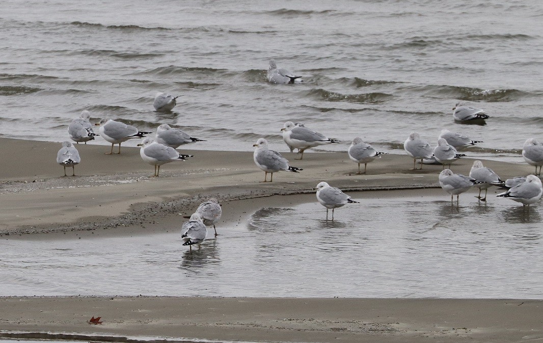 Ring-billed Gull - ML627114675
