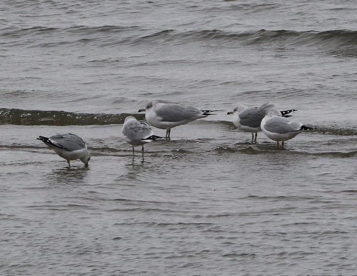 Ring-billed Gull - ML627114676