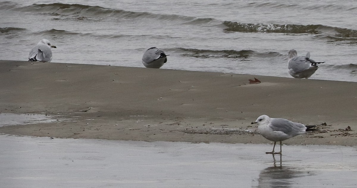 Ring-billed Gull - ML627114677