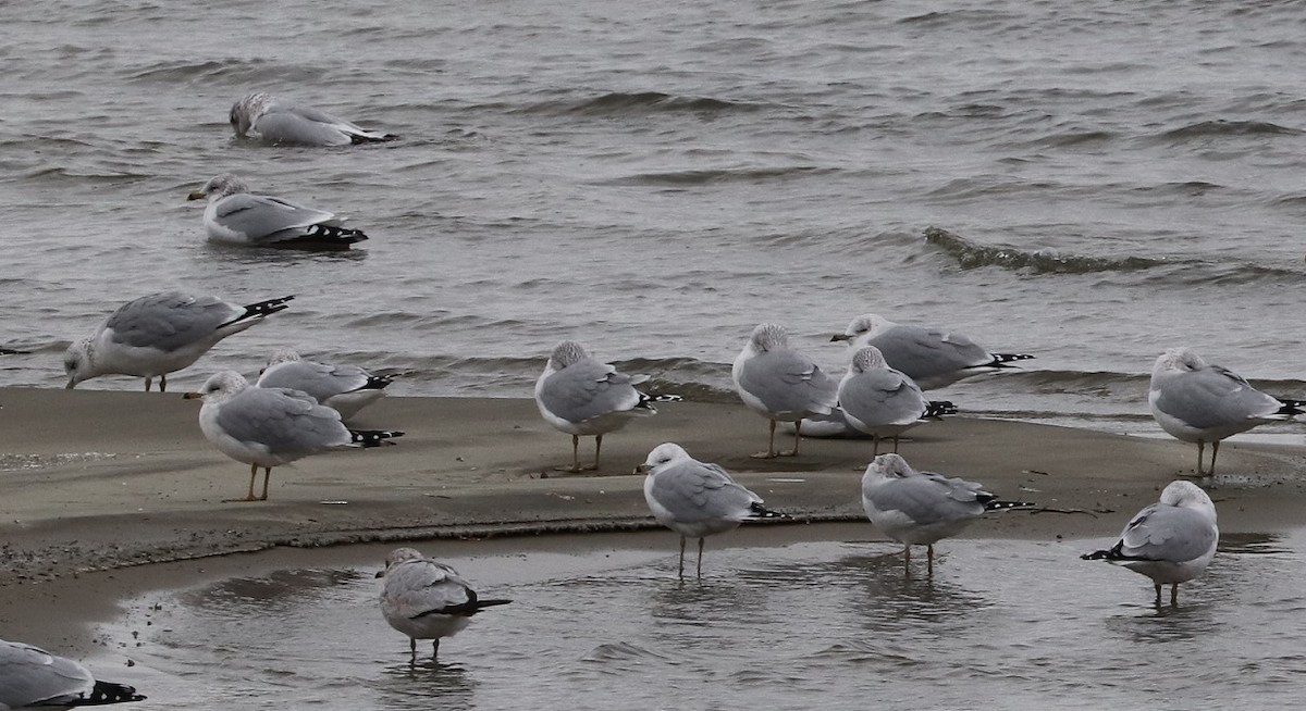 Ring-billed Gull - ML627114678