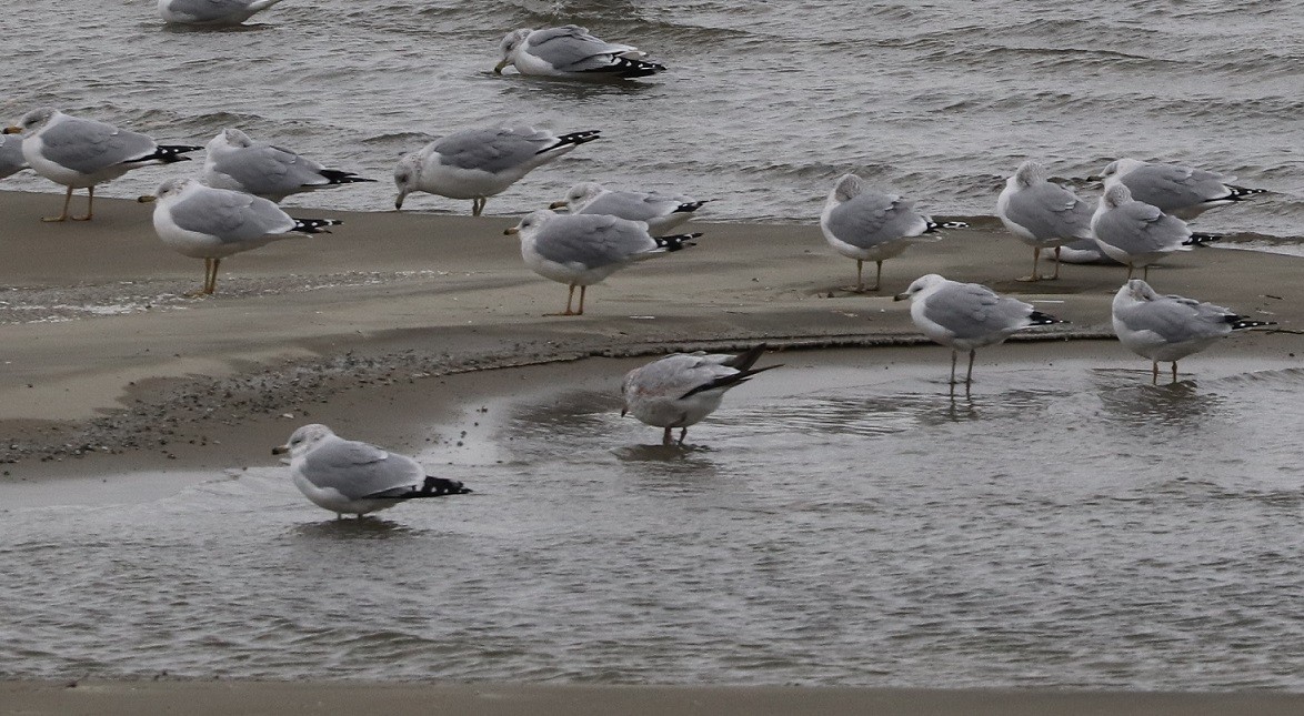 Ring-billed Gull - ML627114679