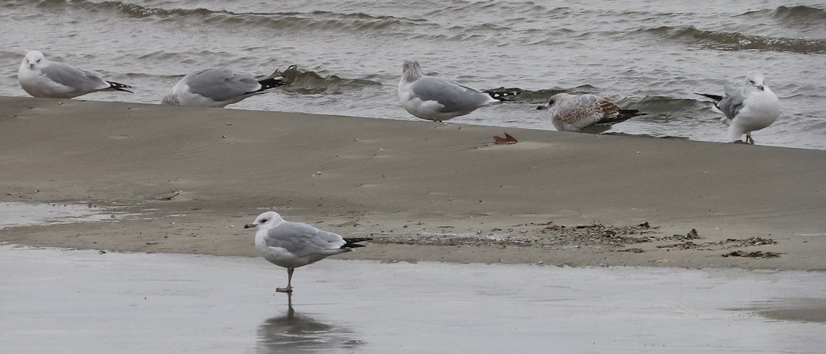 Ring-billed Gull - ML627114680
