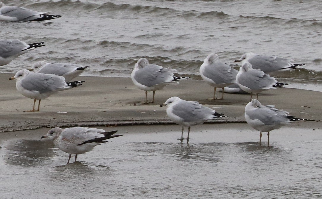 Ring-billed Gull - ML627114681