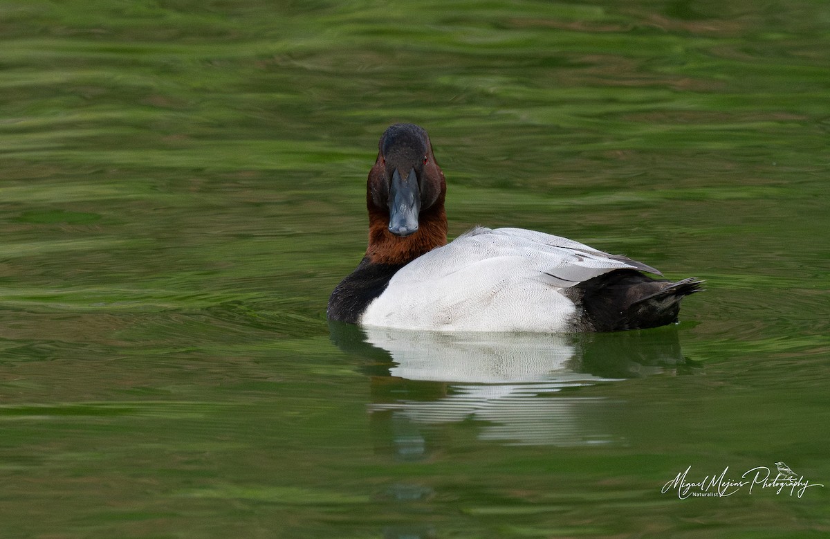 Canvasback - ML627114733