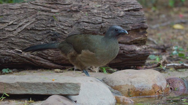 Plain Chachalaca - ML627114735