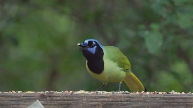 Green Jay - ML627114753