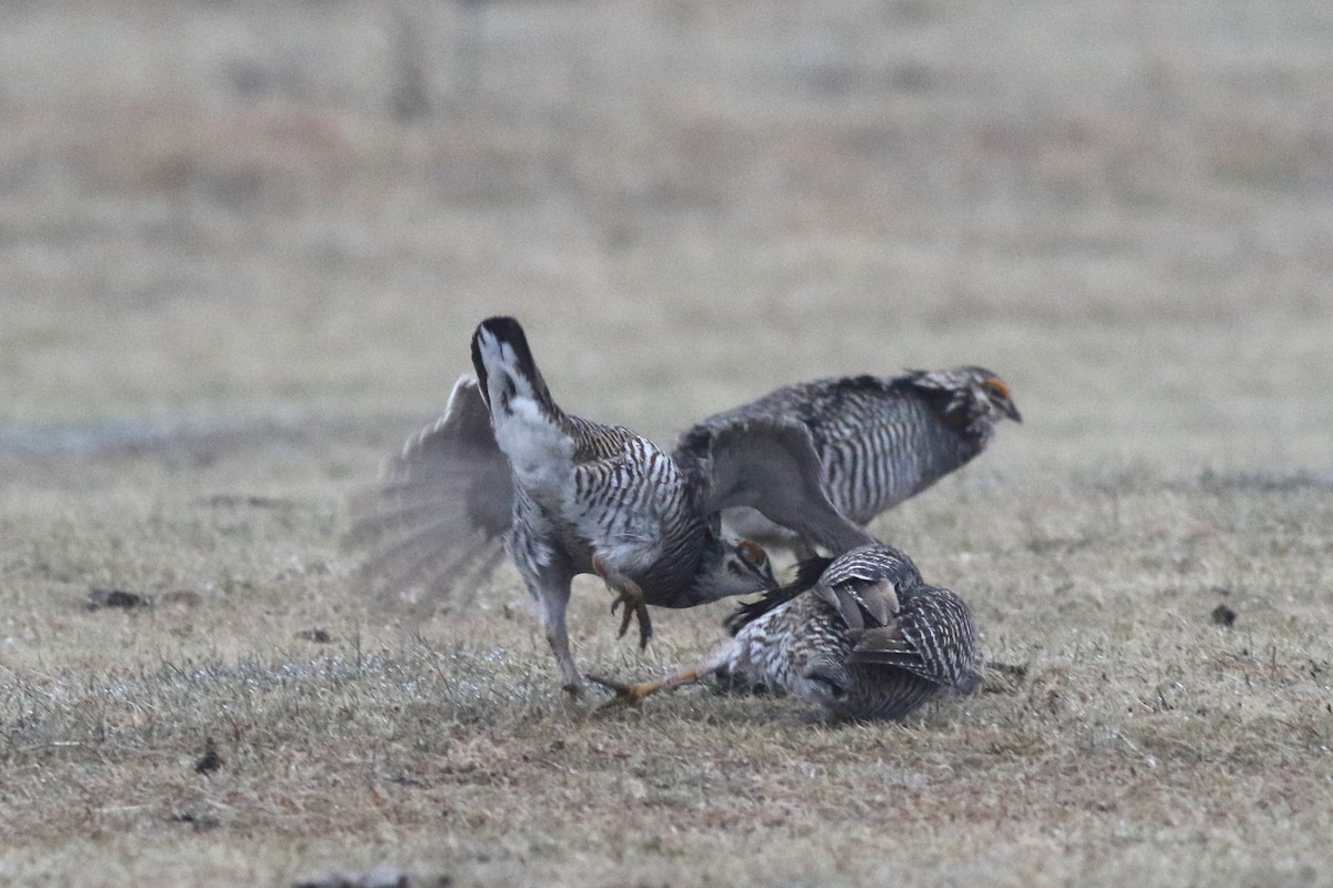 Greater Prairie-Chicken - ML627114860