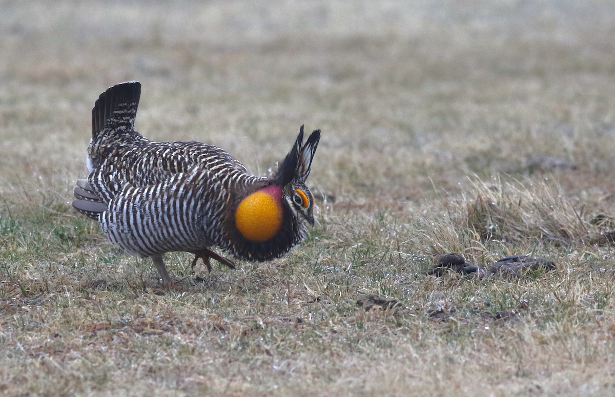 Greater Prairie-Chicken - ML627114861