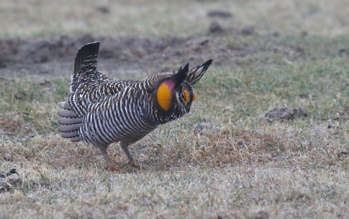 Greater Prairie-Chicken - ML627114862