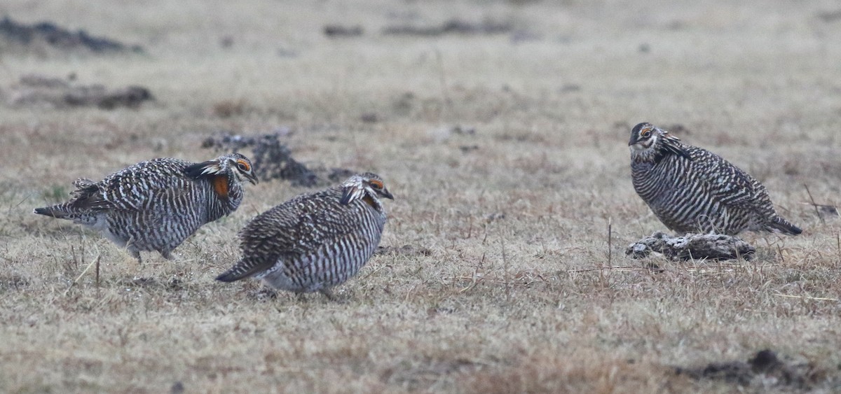 Greater Prairie-Chicken - ML627114863