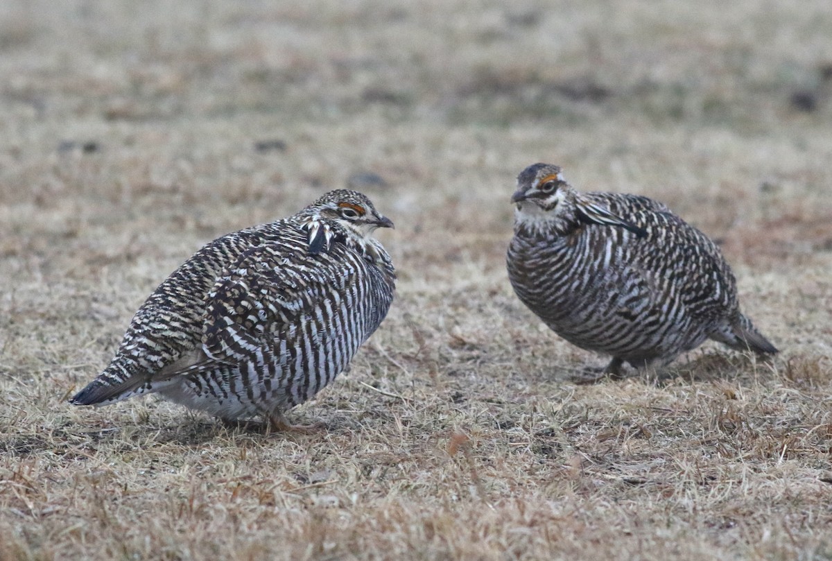 Greater Prairie-Chicken - ML627114864